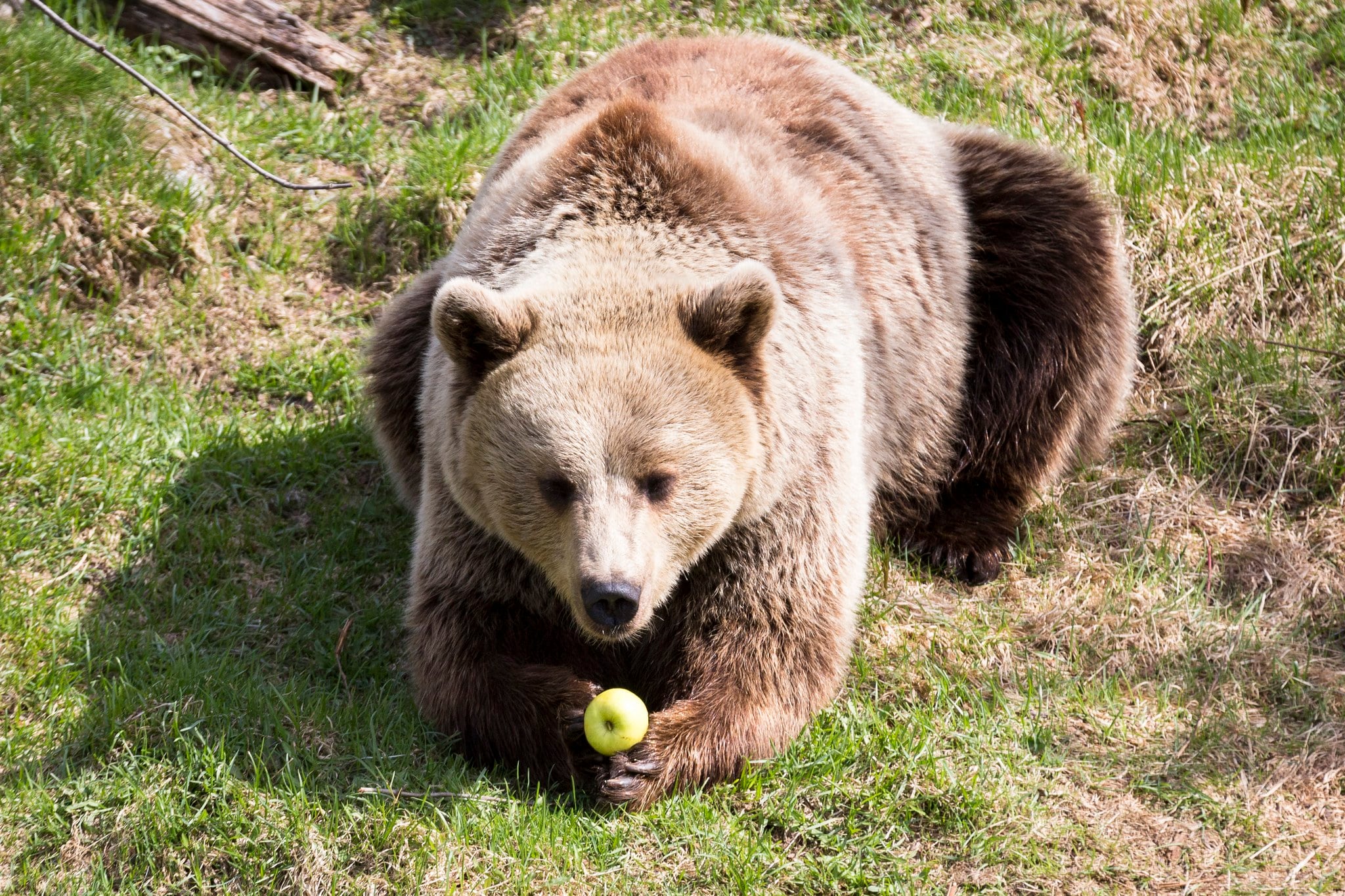 Family day trip Ranua zoo bears and wildlife animals