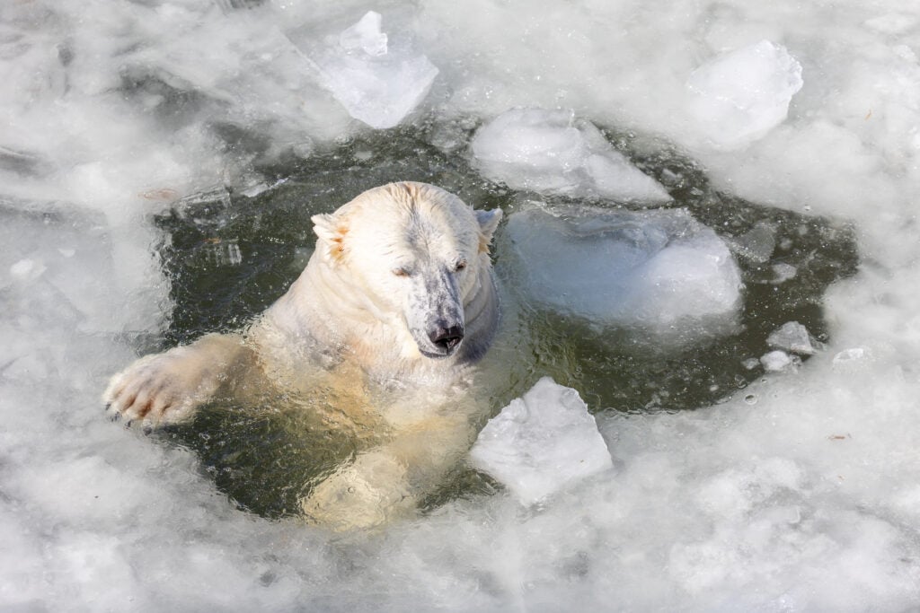 polar bear zoo near rovaniemi