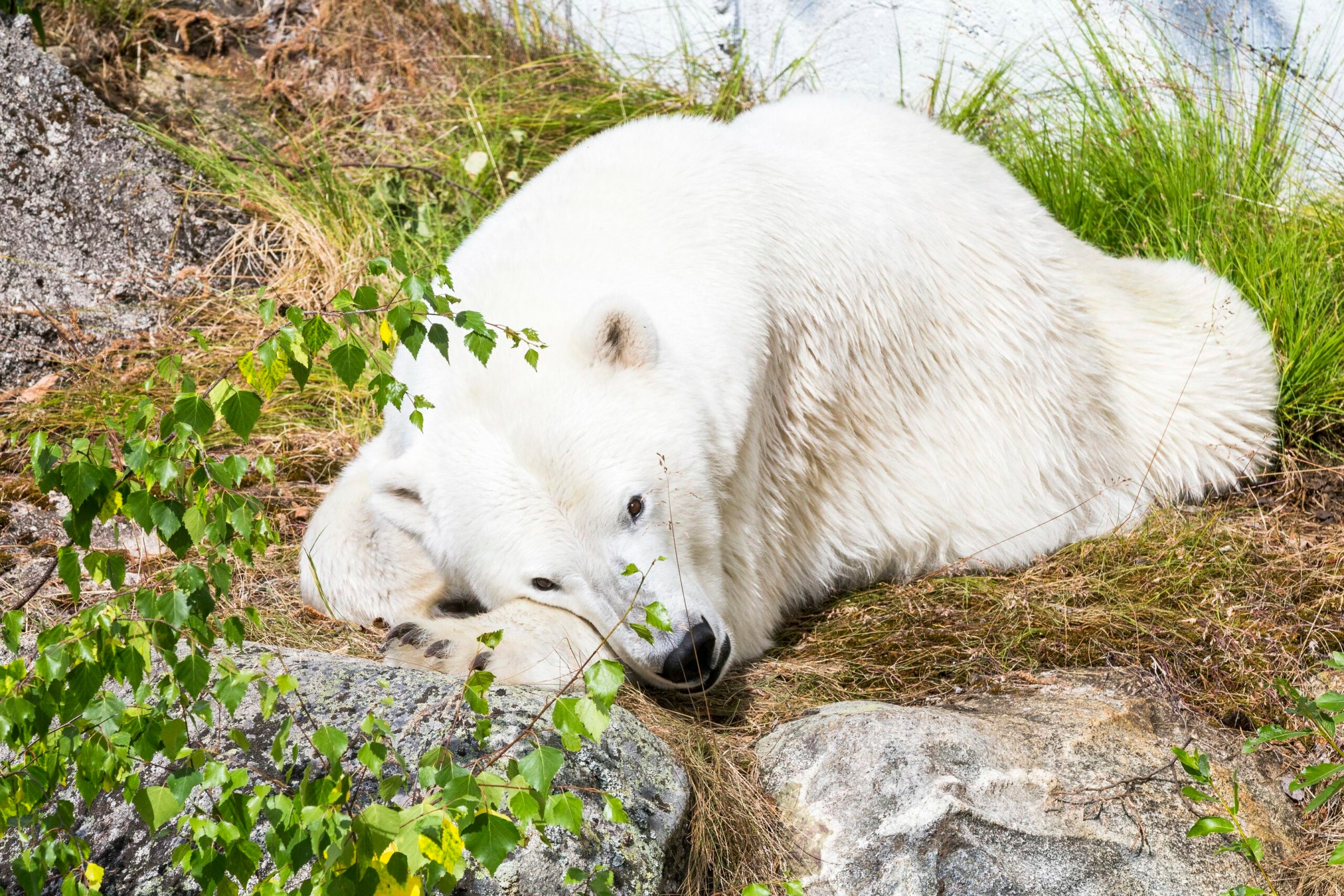 Small group Ranua safari polar bear wildlife zoo family friendly