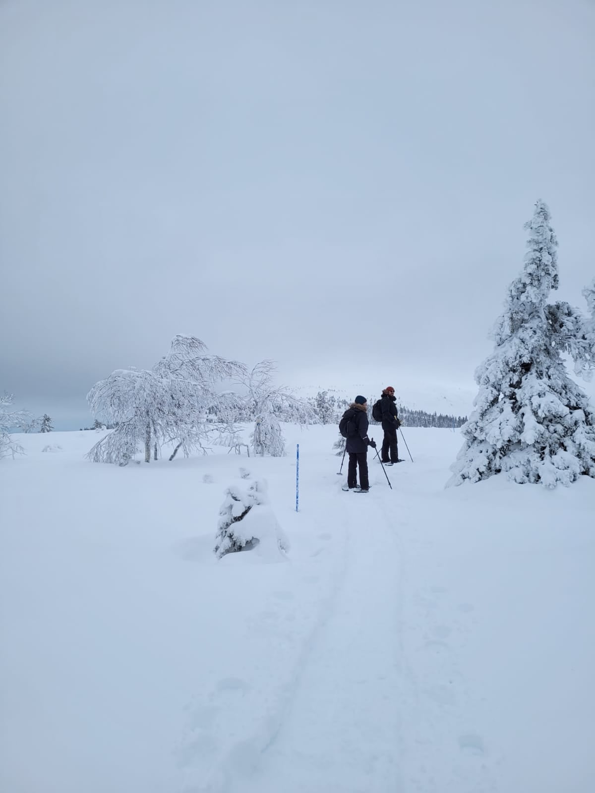Snowshoes hike lapland